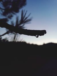 Close-up of silhouette plant against sky at sunset