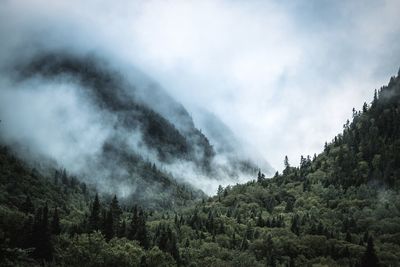 Low angle view of trees in forest against sky