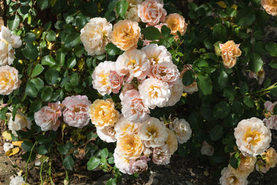 High angle view of roses on plant