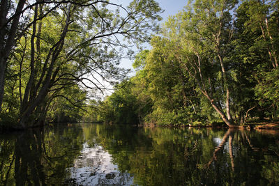 Scenic view of lake in forest