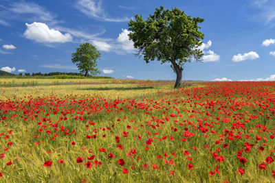 Scenic view of poppy field against sky