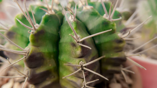 Close-up of lizard on plant