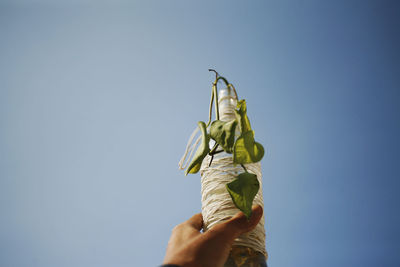 Low angle view of person holding vase bottle against clear sky
