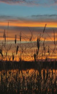 Silhouette of plants at sunset