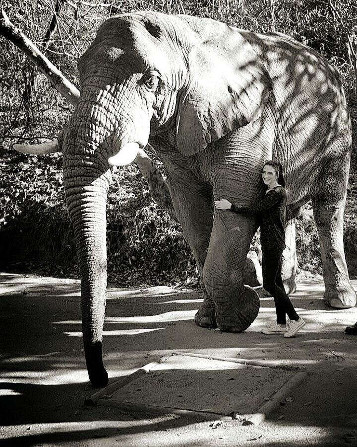 FULL LENGTH OF ELEPHANT