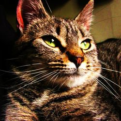 Close-up portrait of cat