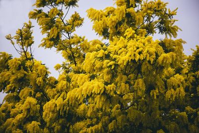 Low angle view of yellow flower tree