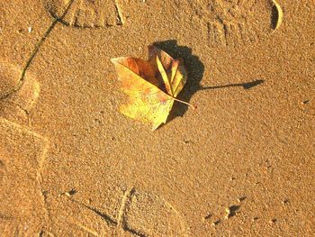 High angle view of leaf on sand