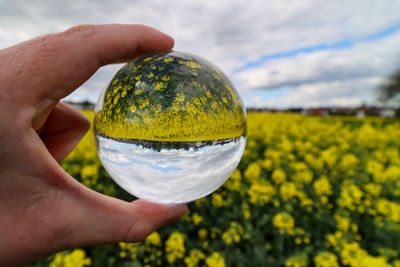 Cropped hand of woman holding yellow flower