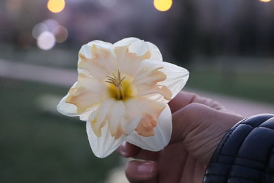 Cropped hand holding flower