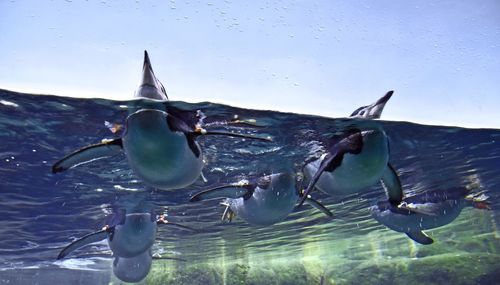 Low angle view of penguins swimming in fish tank at zoo