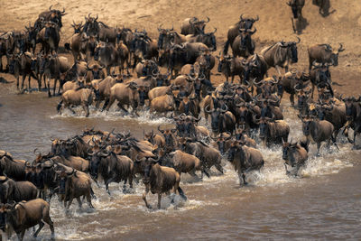 Elephants in lake
