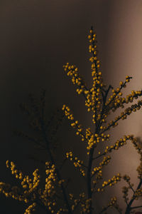 Close-up of flower tree against sky
