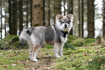 Portrait of a young puppy finnish lapphund dog standing in the forest or woods 