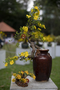 Close-up of potted plant on table