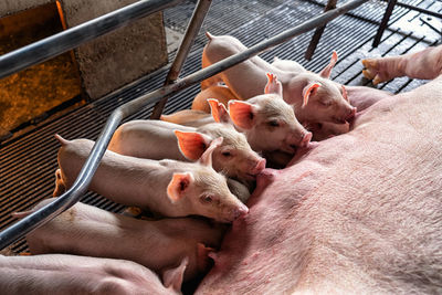 High angle view of hand feeding