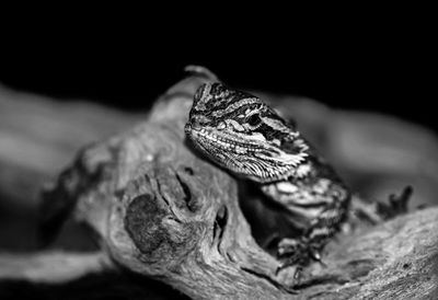 Close-up of lizard on rock