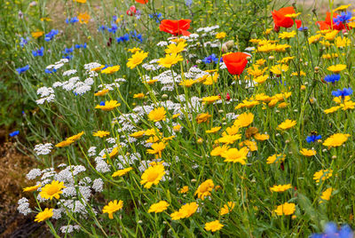 Close-up of fresh yellow flowers in field