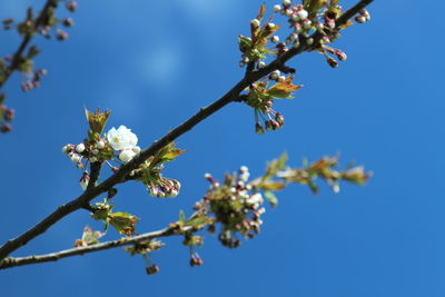 Low angle view of cherry blossom tree
