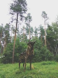 Trees in forest