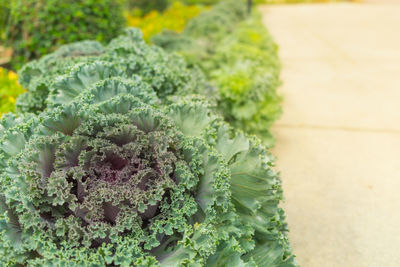 High angle view of vegetables on table