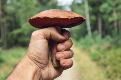 Close-up of hand holding edible mushroom, neoboletus erythropus