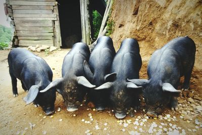High angle view of pigs eating in farm