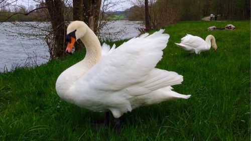 Swan on countryside lake