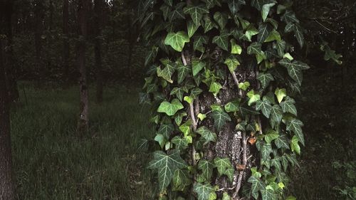 Plants growing in forest