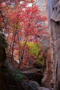 Trees by rocks during autumn