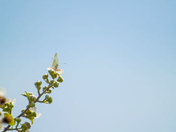 Low angle view of insect on plant against clear sky