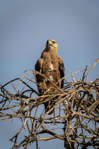 Tawny eagle