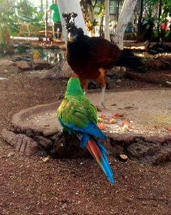 Rear view of peacock