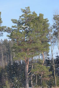 Trees in forest against sky