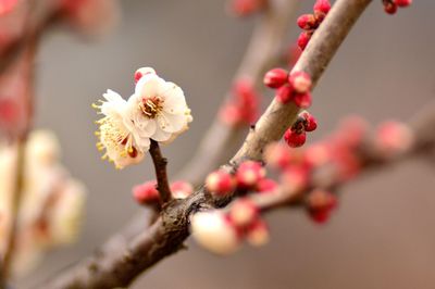 Close-up of cherry blossom