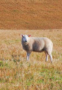 Side view of sheep standing on field