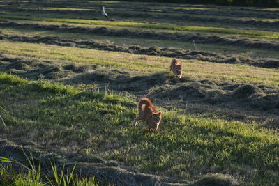 View of a horse on field