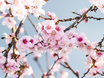 Close-up of pink flowers on branch