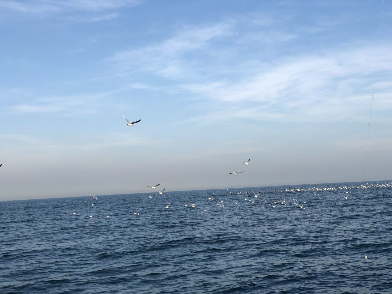 SEAGULLS FLYING OVER SEA AGAINST SKY