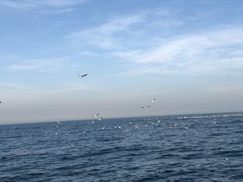 Seagull flying over sea against sky