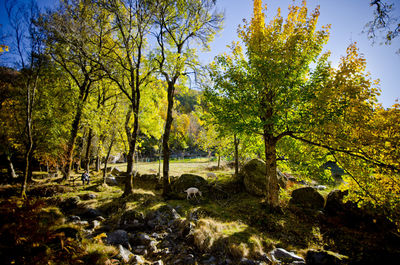 Trees on landscape against sky