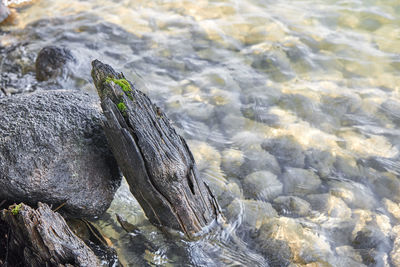 High angle view of lizard on rock