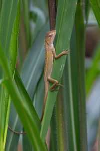 Close-up of lizard on leaf