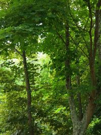 Low angle view of trees in forest