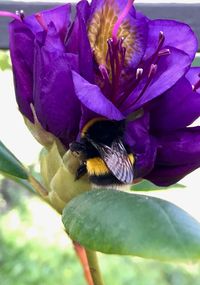 Close-up of insect on purple flower