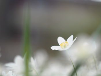 Close-up of white flower blooming outdoors