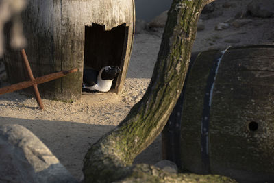 Close-up of lizard on tree trunk