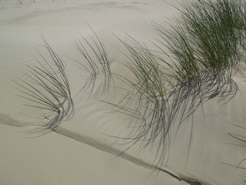 Close-up of grass on sand at beach