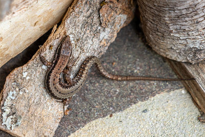 Close-up of lizard on rock