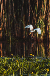 Bird flying over lake